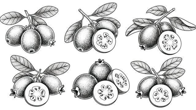Detailed feijoa fruit botanical illustrations featuring whole fruits, halves, and green leaves in a vintage hand drawn engraving style.