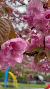Tilt-down shot of double cherry blossoms in the rain