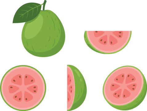 Guava Fruit Vector Illustration Set with Whole and Sliced Pieces Fresh Tropical Organic Food Collection Isolated on White Background