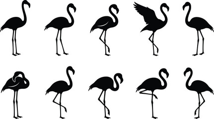 Flamingo Bird Silhouette Vector Set with Standing Walking and Flying Poses Tropical Wildlife Black Icon Collection Isolated on White Background © Sabbir Studio