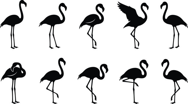 Flamingo Bird Silhouette Vector Set with Standing Walking and Flying Poses Tropical Wildlife Black Icon Collection Isolated on White Background