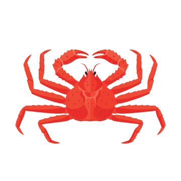Red Crab Illustration with Claws Outstretched.