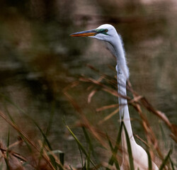 Fototapeta premium great egret 