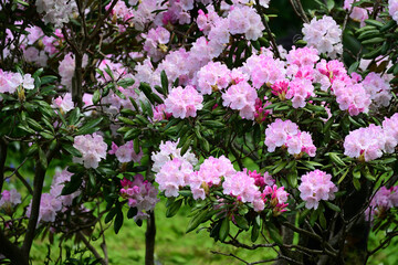Obraz premium pink and white flowers