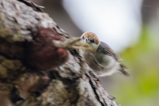 A brown-headed nuthatch (Sitta pusilla) in motion, hunting for insects on a tree trunk in Immokalee, Florida