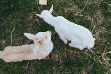 Fototapeta premium Two young goats explore a sunlit pasture, grazing and sniffing grass, curious and playful, in a calm outdoor scene with natural colors and rustic surroundings, capturing a warm countryside lifestyle