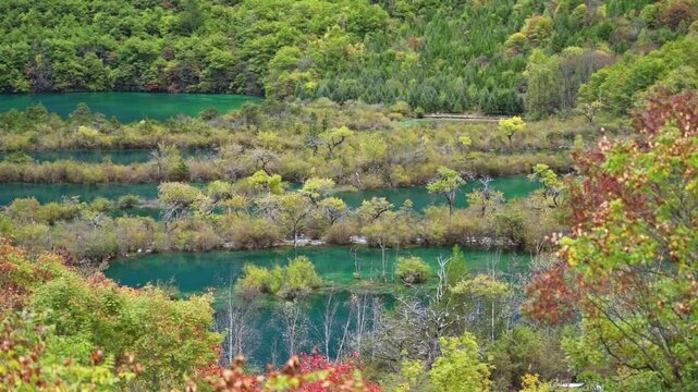 View of the Shuzheng Lakes in Jiuzhaigou National Park, multiple terraced turquoise ponds separated by lush willow and poplar 'water forests' and framed by vivid autumn colors in the Min Mountains.