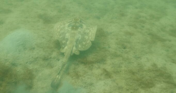Underwater view of a stingray gliding over sandy ocean floor in shallow tropical water