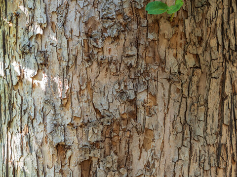 The texture of the bark of an old apple tree