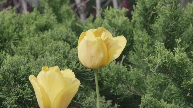 Yellow Tulips in Green Juniper Garden