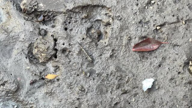 View of Mudskipper on the ground in Mangrove Forest