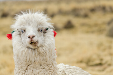 Fototapeta premium Llama portrait