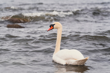 Fototapeta premium White swan swimming in the sea. Wild bird floating on calm ocean water. Nature wildlife photography with avian creature. Marine environment travel and tranquility concept for decoration.