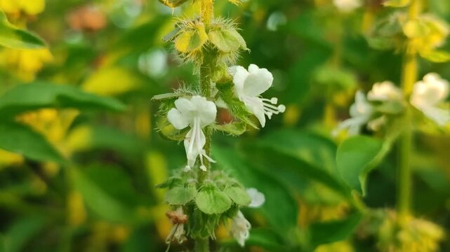 Ocimum basilicum flowers blooming on basil plant, showing herbal plant beauty and natural garden environment.