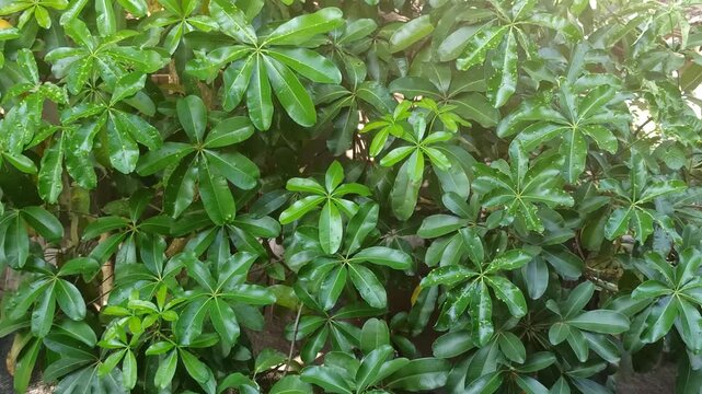 Schefflera arboricola leaves display glossy green foliage, adding a fresh tropical appearance to indoor and outdoor spaces
