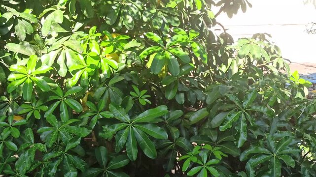 Schefflera arboricola leaves display glossy green foliage, adding a fresh tropical appearance to indoor and outdoor spaces