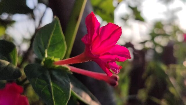 Mirabilis jalapa plant blooming with colorful flowers, showing ornamental tropical plant beauty in natural garden environment.