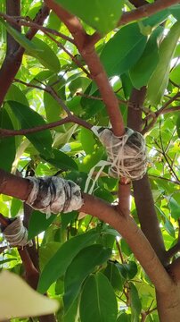 Marcottage propagation technique applied on tree branches, showing vegetative plant reproduction process in horticulture