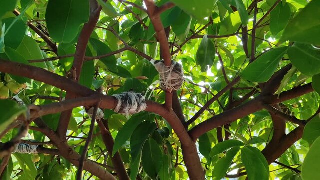 Marcottage propagation technique applied on tree branches, showing vegetative plant reproduction process in horticulture