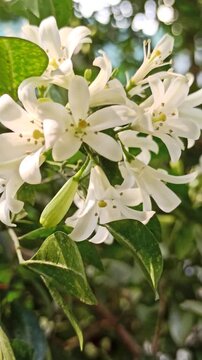 Murraya paniculata flowers bloom beautifully with delicate white petals and a fragrant aroma in a tropical garden setting