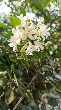 Murraya paniculata flowers bloom beautifully with delicate white petals and a fragrant aroma in a tropical garden setting