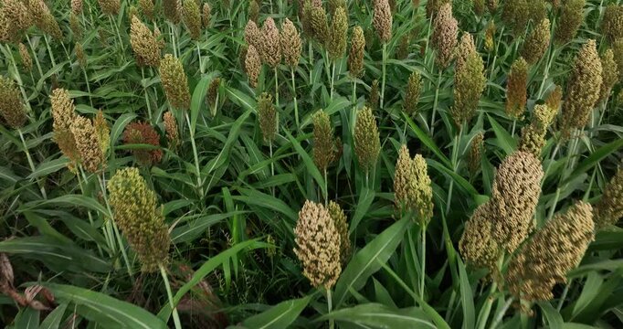 Jowar grain sorghum crop farm