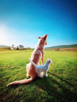 Dog and cat watch sunset in green field with buildings nearby