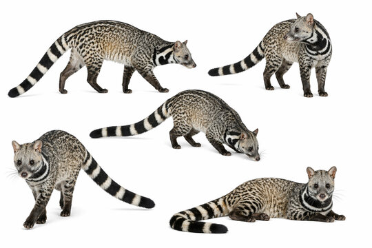 Large Indian civet (Viverricula indica) isolated on white background, shown in a natural sniffing posture. Ideal for wildlife, nature, and educational use.