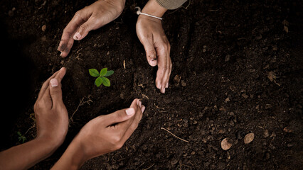 Multiple hands planting small tree in soil, teamwork and environmental sustainability concept © vittaya