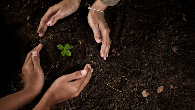 Multiple hands planting small tree in soil, teamwork and environmental sustainability concept