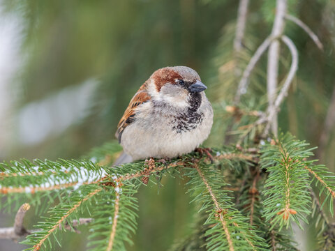 Sparrow sits on a fir branch with snow in winter