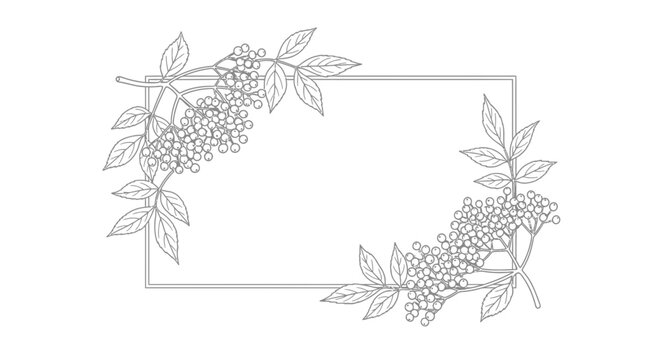 Elegant botanical frame with elderberry branches and berries, line art, vintage style