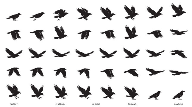 Birds Flight Path Motion Sequence Silhouettes Set Pack, Editable Vector Stroke Illustrations. containing bird, crow, raven, vector, illustration, graphic, design, animal, flight and more silhouettes