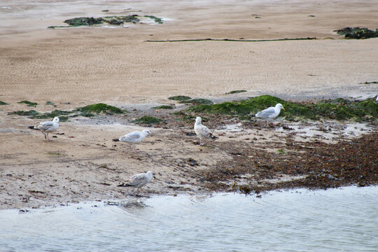Seagulls on the beach