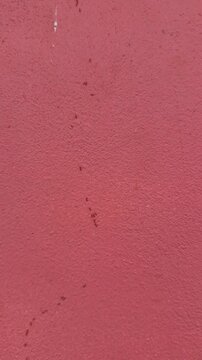 Ant, working ant action walking, unity team, Concept team work together red ant, black ant, Action of ant carry food