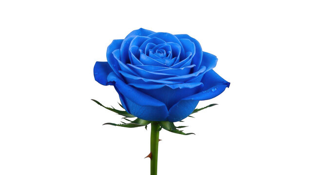 Blue Rose Images – Browse 1,814,117 Stock Photos, Vectors, and