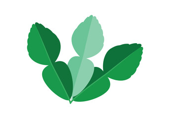 Obraz premium Green Kaffir Lime Leaves Illustration.