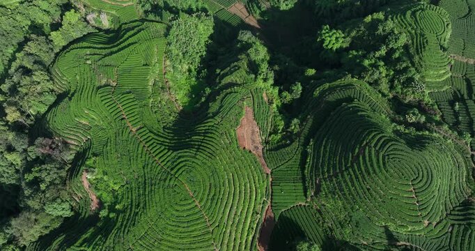 Aerial footage of beautiful tea crop terrace landscape in China