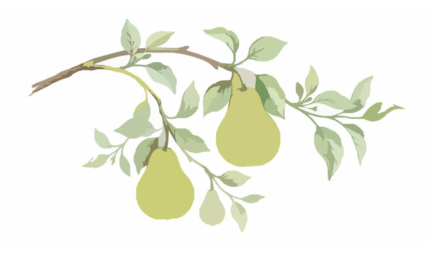 Watercolor green pear branch vector botanical fruit illustration isolated on white