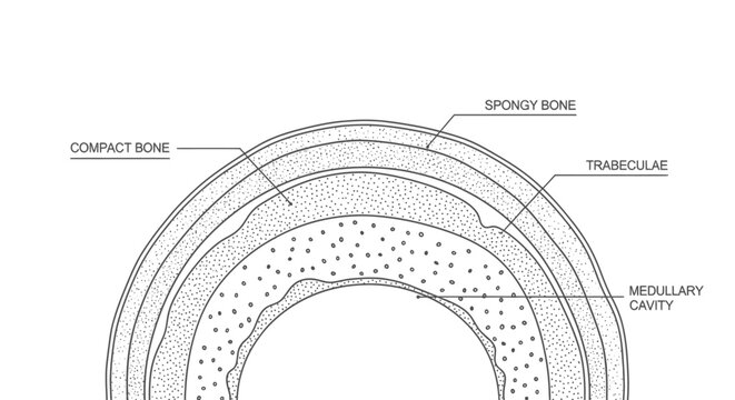 Bone Structure Cross Section Diagram.