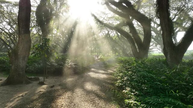Morning sunbeams filter through tall rain trees along a gravel path in dense forest