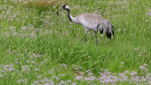 Common crane Grus grus holding mouse prey after capture in Norway summer meadow