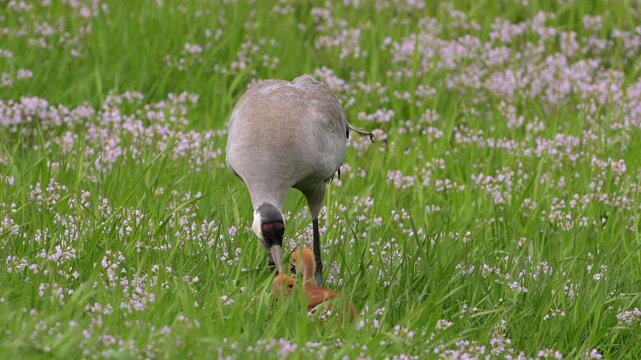 Common crane Grus grus feeding small chicks with mouse prey in Norway summer meadow, handheld