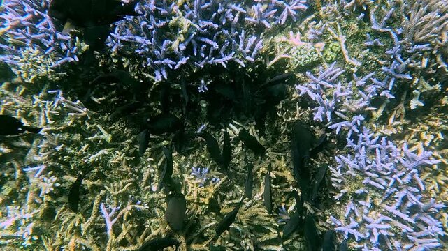 Shoal of black tang and brown surgeonfish gathering in a feeding frenzy among the dense acropora coral, observed during snorkeling in Dauin, Philippines