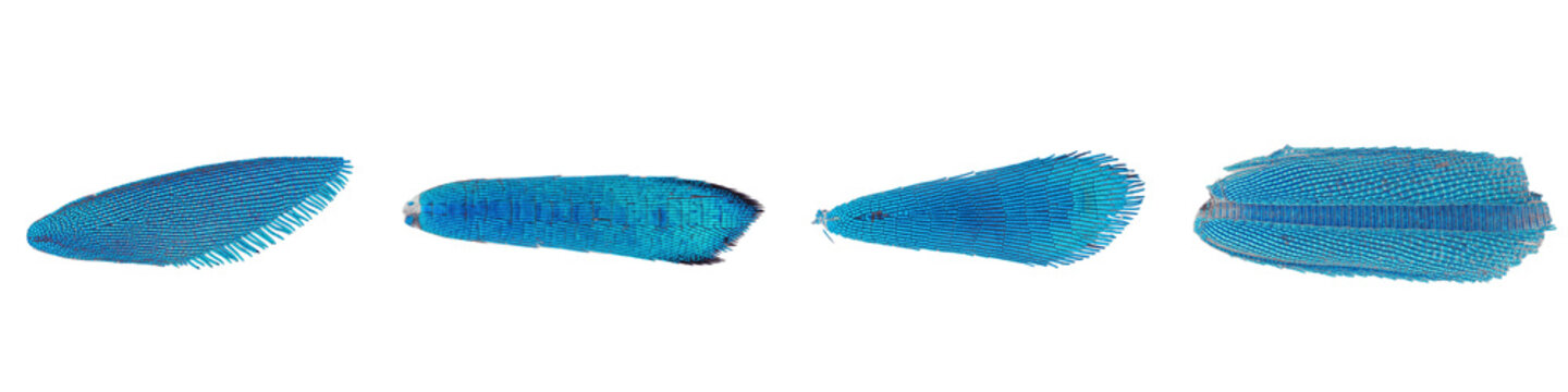 Collection of four macro blue insect wing scales isolated on black