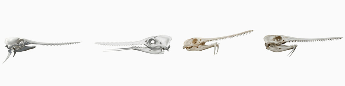Collection of four prehistoric shark sawfish skulls isolated on black