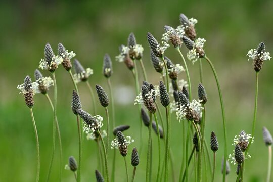 ヘラオオバコの花