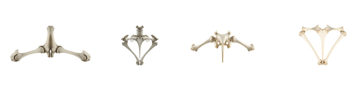 Collection of bird skeleton pelvic bones isolated on a black background