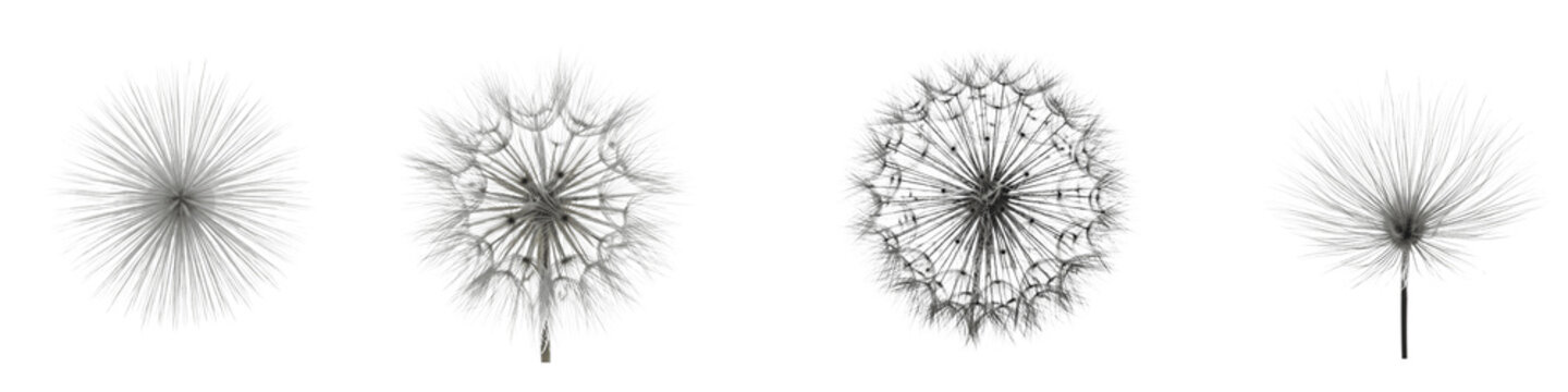 Collection of detailed dandelion seed heads isolated on black background