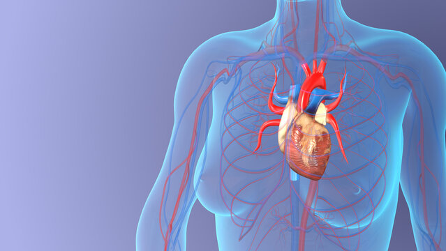 Anatomy of female heart in a healthy body, medical concept